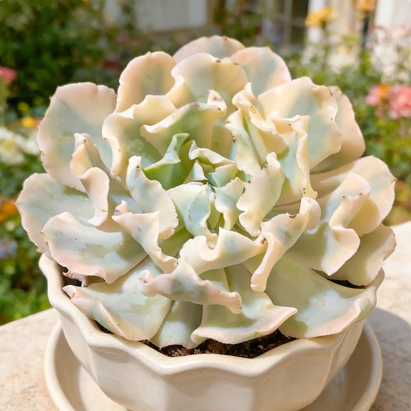 Echeveria ‘Liberia’ Variegated’’ Succulents Plants Live, Bare root without soil pot,Garden Lovers,Wedding Favors,for Indoor Home Office Gift
