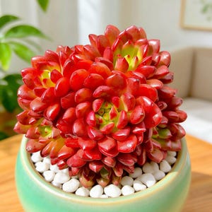 Echeveria Ruby Succulent: Rare Red Indoor Plant