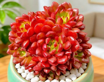 Echeveria Ruby Succulent: Rare Red Indoor Plant