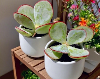 Cotyledon Orbiculata Hakubi Succulent 3.5 IN| Imported Green Live Plant