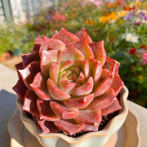 May include: A close-up of a succulent plant in a decorative ceramic pot. The plant features tightly packed, reddish-pink leaves with green centers. The pot is light beige with a scalloped edge, sitting on a matching saucer. The background is blurred with colorful flowers.