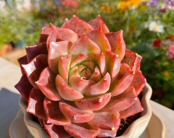 Echeveria Conch/Seashell 1/3pcs Succulents Plants Live, Bare root without soil pot,Garden Lovers,Wedding Favors,for Indoor Home Office Gift