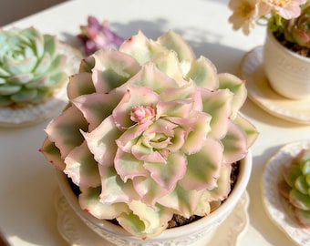 Echeveria ‘Purple Butterfly’ Variegata | Bare Root Succulent 2–2.5 Inch | Rare Variegated Echeveria | Live Plant