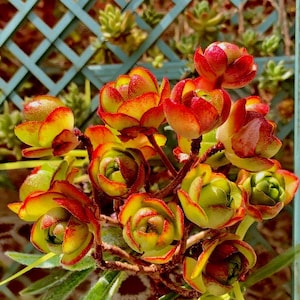 Aeonium Saundersii Pinheads  Rare Succulent Plants,  3&quot;  Imported Live Succulent Plant, Indoor Office Wedding Party Decor Gifts