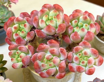 Echeveria ‘Berry Puff’ Succulents Plants Live, Bare root without soil pot,Garden Lovers,Wedding Favors,for Indoor Home Office Gift