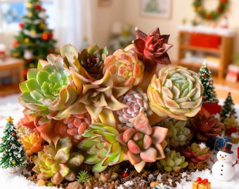 Mixed Succulent  Kit (12 Pack): Boutique Variety, DIY  Imported Live Succulent Plants Gifts