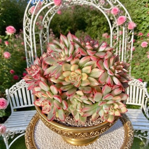 Echeveria Mebina Variegata Rare Succulent Plants, 3.4&quot; Green Imported Live Succulent Plant,Indoor Office Wedding Party Decor Gift