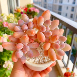 Pachyphytum &#39;Baby Fingers&#39; Succulent: 3.6&quot; Rare Green Indoor Plant