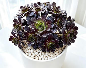 Aeonium arboreum 'Black Rose' 5-5.5in Live Succulent | Rare Black Aeonium | Large Succulent | Bare Root Plant | Gothic Houseplant Gift