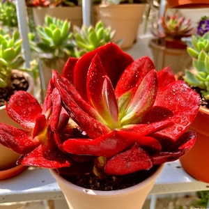 Echeveria &#39;Diamond Variegated Succulent Plants, 4&quot; Green Imported Live Succulent Plant, Indoor Office Wedding Party Decor Gifts