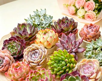 6/12pcs 2-3in Mixed Succulent Bundle Varieties Random Bare Root Succulents Mini Echeveria Collection One of a Rosette Succulents  for DIY