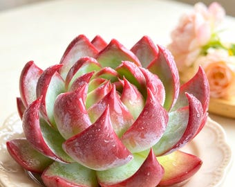Rare Echeveria Agavoides ‘Casio’ Variegata Live Succulent Plant 3-3.5in | Variegated Imported Succulent | Bare Root Collector Succulent Gift