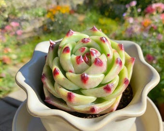 Echeveria 'Blue Dragon' Rare Succulent Plants, Variegated 2.1" Green Imported Live Succulent Plant, Indoor Office Wedding Party Decor Gifts