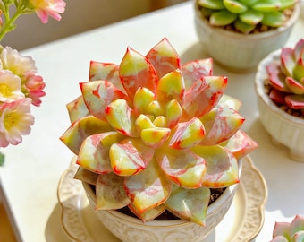 Echeveria ‘Red Swan’ Live Succulent – Bare Root Rare Beauty, Ideal for Terrarium, Wedding Favor, or Indoor Garden Gift