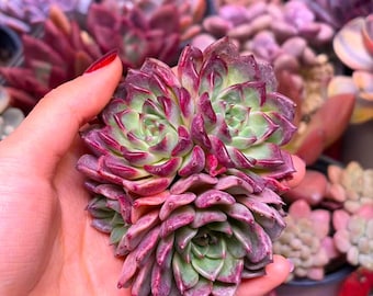 Midnight Beauty Echeveria – Rare Succulent Live Plant, Bare Root, Indoor Home & Office Décor, Gift for Succulent Lovers