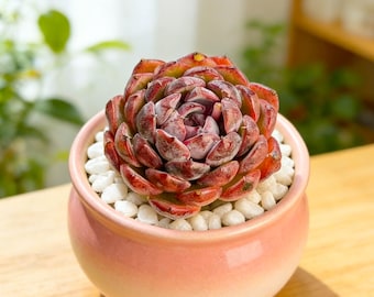Echeveria ‘Blueberry’’ 1/3pcs Succulents Plants Live, Bare root without soil pot,Garden Lovers,Wedding Favors,for Indoor Home Office Gift