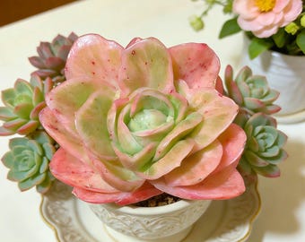 Echeveria Ice Rose Variegated Succulent: 3-3.5" Live Plant