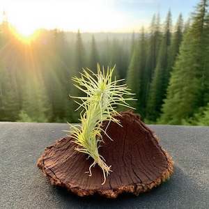 Fox Tail Air Plant: Tillandsia Funckiana - Easy Care Home Decor