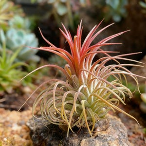 Bulk Air Plant Set: Tillandsia Ionantha Stricta for Terrariums & Favors