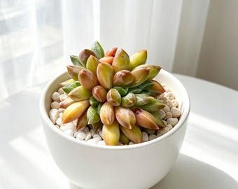 Echeveria 'Chiseled Stones' (Ulakla) Cluster 3-3.5" | Rare Multi-Head Succulent | Live Echeveria Plant | Bare Root