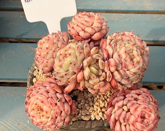 Exact Plant – Echeveria ‘White Chubby’ (3.5 Years Old) One Plant One Photo | What You See Is What You Get Rare Succulent Bare Root Shipping