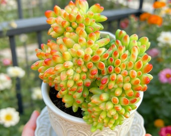 Sedum 'Alice Evans' Crested’ Succulents Plants Live, Bare root without soil pot,Garden Lovers,Wedding Favors,for Indoor Home Office Gift