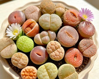Lithops Succulent Plants Live 10pcs, Bare Root, Indoor Home Office Decor, Garden Lovers, Wedding Favors, Gifts for Succulent Lovers