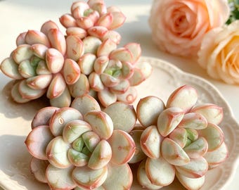Rare Graptoveria “Grape” Succulent Live Plant 3-3.5in | Imported Echeveria Style Succulent | Bare Root Succulent for Indoor Decor & Gifts