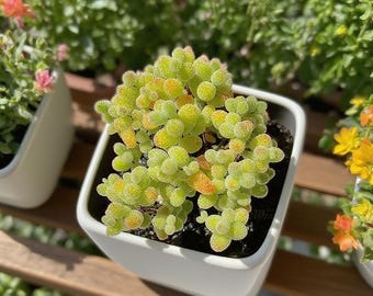 Rare Drosanthemum Succulent | Living Crystal Ice Plant 2IN | Cluster Succulent | Live Bare Root Plant | Unique South African Succulent