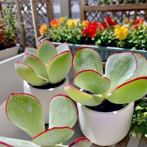 Cotyledon Orbiculata Hakubi Succulent: 3.5&quot; Imported Green Live Plant