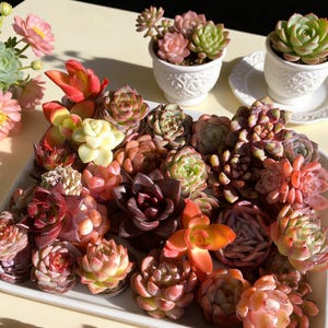 Succulent Plant Live Mix 6/12/24 Pcs Assorted, Bare Root Without Soil Pot, Wedding Favor, Indoor Home Office Decor, Gift for Succulent Lover