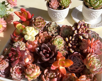 Succulent Plant Live Mix 6/12/24 Pcs Assorted, Bare Root Without Soil Pot, Wedding Favor, Indoor Home Office Decor, Gift for Succulent Lover
