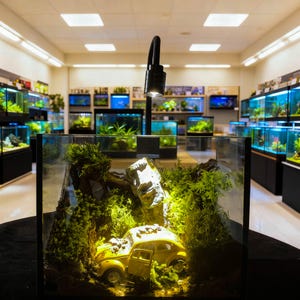 May include: A small, illuminated terrarium with a yellow toy car, moss, and a stone head sculpture. The terrarium is in a glass cube, with a black lamp above it. The background shows a pet store with multiple aquariums.