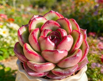 Echeveria ‘mont blanc’ 1/3pcs Succulents Plants Live, Bare root without soil pot,Garden Lovers,Wedding Favors,for Indoor Home Office Gift