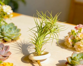 Fox Tail Air Plant: Tillandsia Funckiana - Easy Care Home Decor