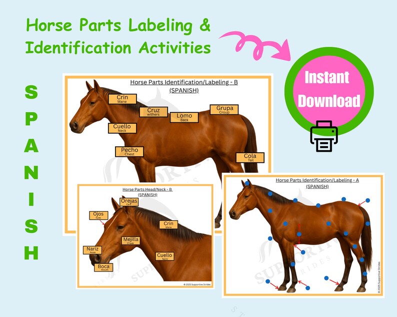 Horse Parts Labeling and Identification Activities - English & Spanish ...
