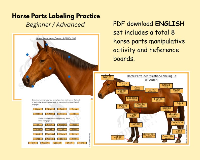 Horse Parts Labeling and Identification Activities - English & Spanish ...
