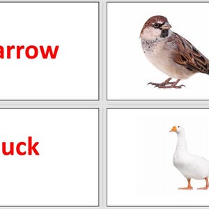 Flashcards d'oiseaux pour enfants - Apprenez les noms des oiseaux avec des cartes-éclair imprimables colorées | Téléchargement éducatif pour la maternelle et la maternelle