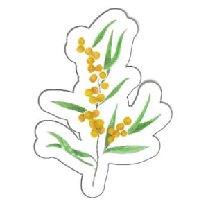 Botanical Sticker Golden Wattle – Australian Native Flower Watercolor Art