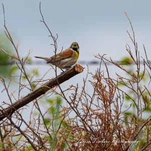 The Lookout – Dickcissel in Native Brush