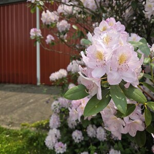 Barn in Spring