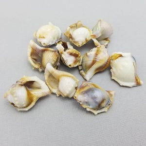 May include: A selection of small seashells in various shapes and sizes. The shells are in shades of creamy white, tan, and brown, with some showing subtle purple hues. The shells are scattered, creating a natural, organic aesthetic.