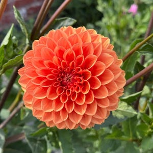 May include: Close-up of a vibrant orange dahlia flower in full bloom. The flower has numerous petals arranged in a symmetrical pattern, with a darker orange center. Green leaves and stems provide a natural backdrop.