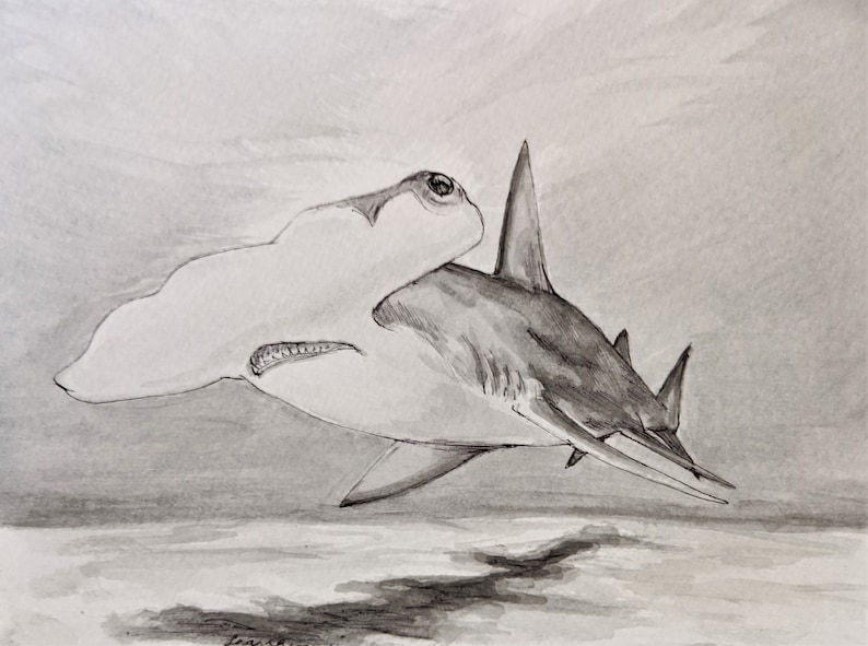 Hammerhead Shark Original Ink Drawing Drawing & Illustration Pen & Ink