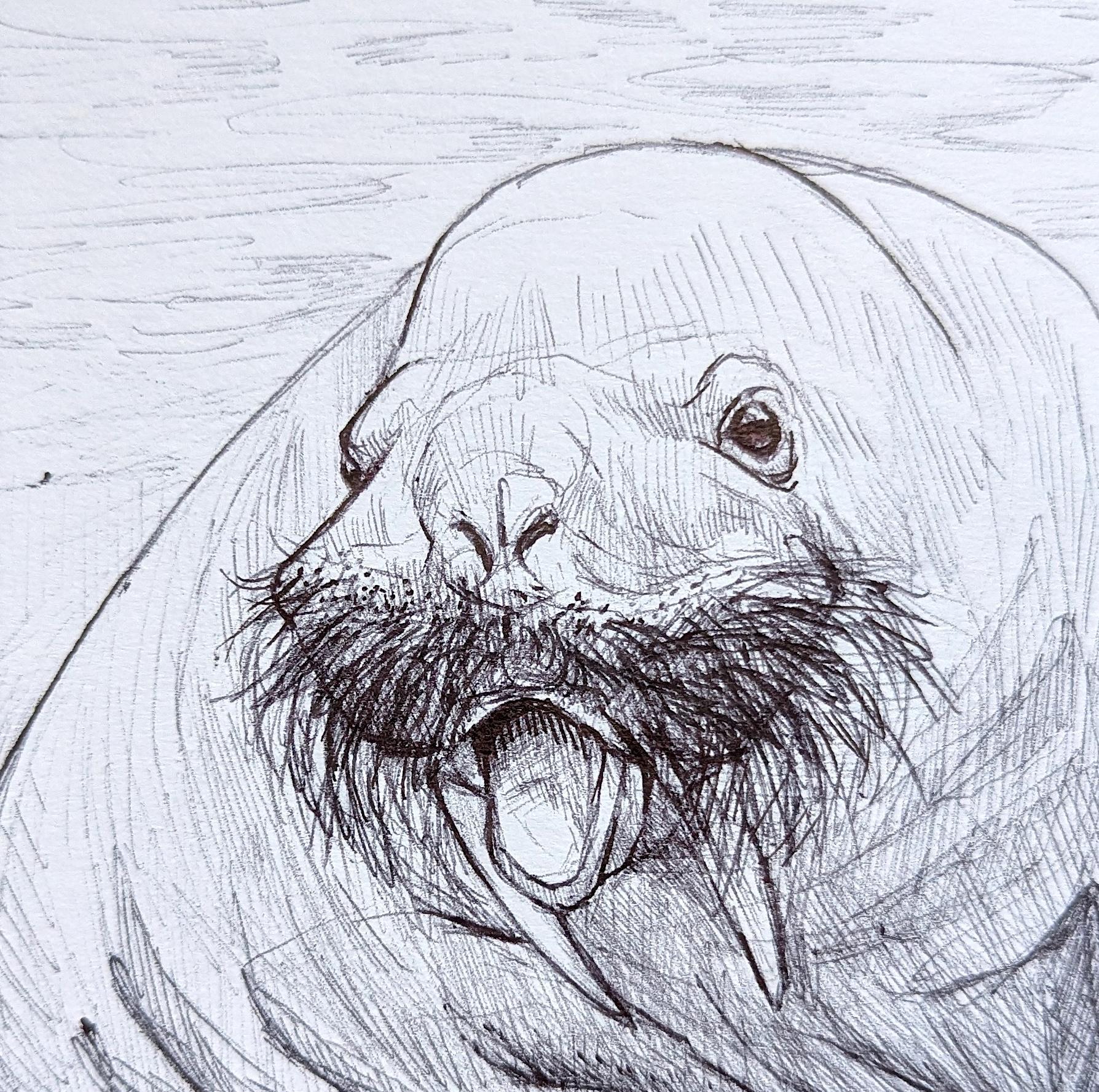Walrus Drawing Art - Etsy
