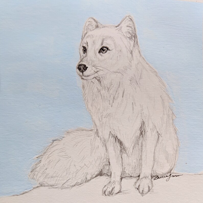 Arctic Fox Original Pencil Drawing Etsy