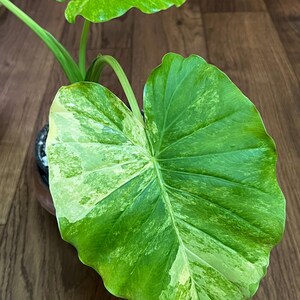 alocasia dragon scale variegata ALOCASIA DRAGON SCALE VARIEGATA online kaufen bei potflourri main image 0