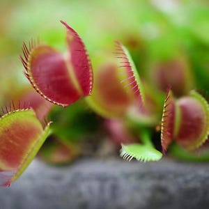 Peut inclure: Gros plan sur une plante carnivore, la dionée attrape-mouche. La plante présente des pièges ouverts et fermés avec des intérieurs rouges vifs et des bords verts. Les pièges sont bordés de petites structures en forme de cheveux. L'arrière-plan est flou.