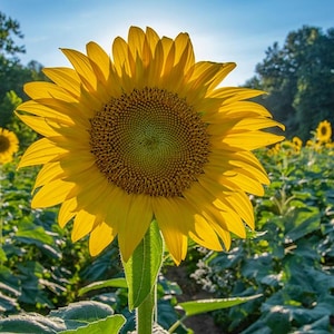 Grow Your Own Sunflower Garden.