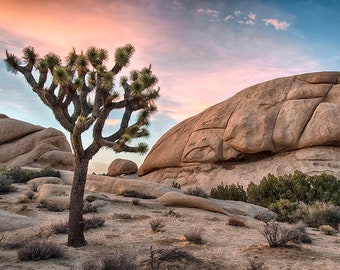 Joshua Tree Sunset in Joshua Tree National Park California Multiple sizes- Fine Art Photograph